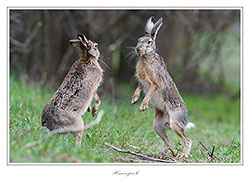 Bild des Monats Mai 2013