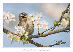 Bild des Monats Mai 2015