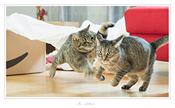 Bild des Monats August 2019