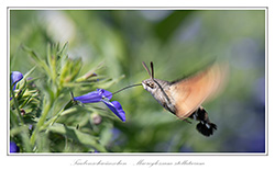 Bild des Monats Juli 2019