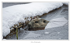 Bild des Monats Januar 2019