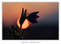 Bild des Monats April 2019