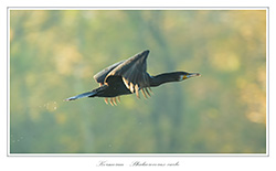 Bild des Monats November 2019