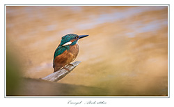 Bild des Monats Dezember 2019