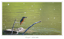 Bild des Monats Juli 2022