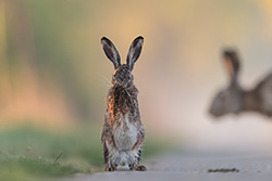 3. Platz 2016 - "Immer diese Statisten"
