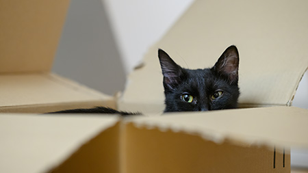 Lucy in der Schachtel