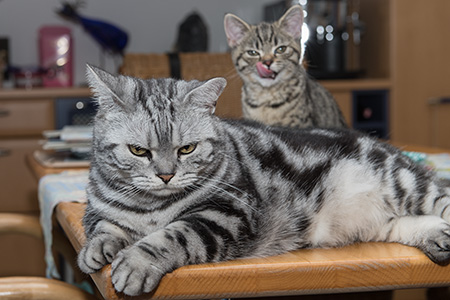 Paulchen vom Essen vertrieben