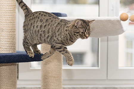 Gina verlässt den Kratzbaum