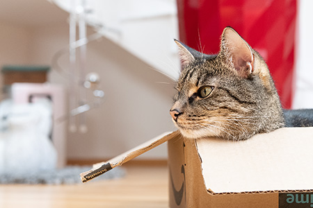 Lilly der Beobachter