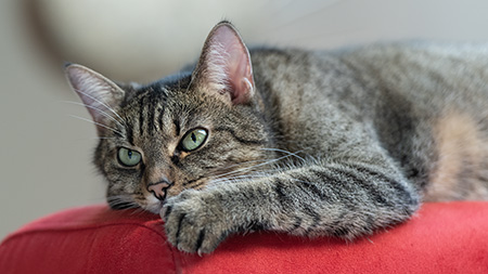 Lilly Sonntagsschläfchen