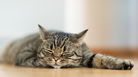 Gina ist wieder müde ...