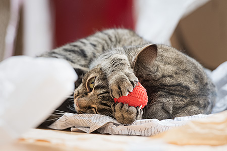 Gina beim Katzenjoga 4