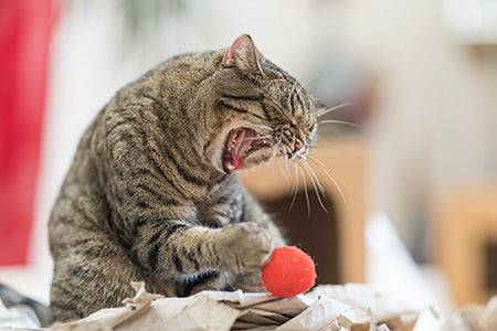 Gina ist zu müde zum Spielen