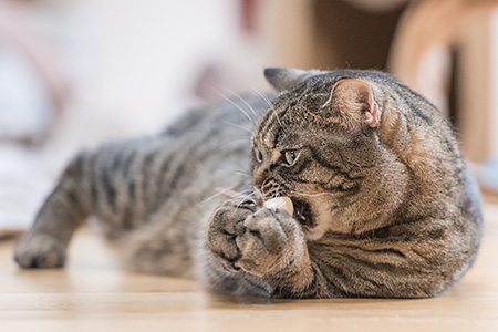 Gina mit neuem Mäuschen