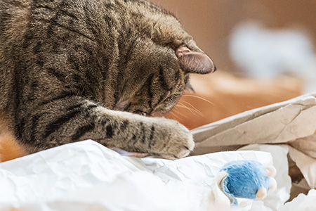 Gina wieder im Besitz der Maus