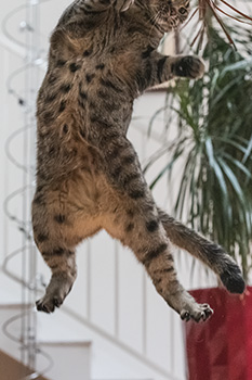 Gina kann fliegen ...