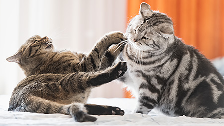 Gina und Paul im Bett 1