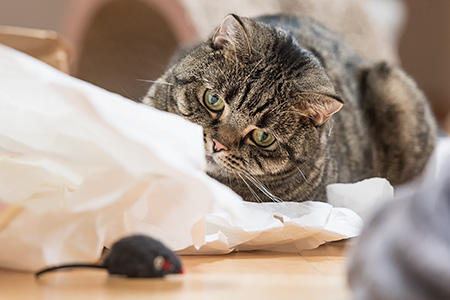 Gina im Jagdfieber ...