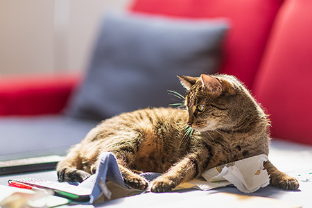 Lilly am Wohnzimmertisch 01