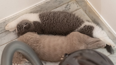 Tom & Jerry schlafen