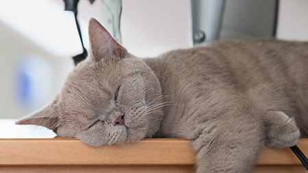 Jerry schläft weiter