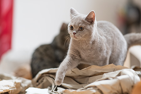 Jerry im Wohnzimmer 02