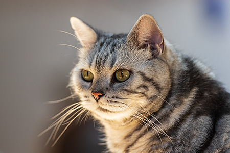 Pauli beim Sonnenbad