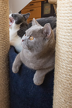 Tom und Jerry am Beobachtungsposten