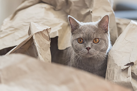 Jerry in der Papierschnecke