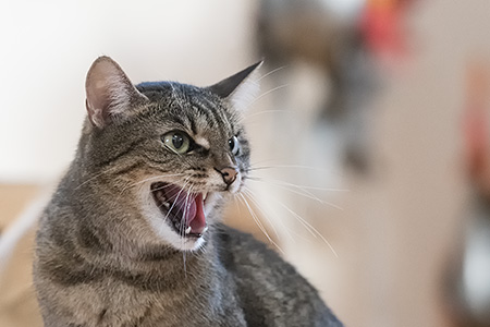 Lilly die Giftspritze